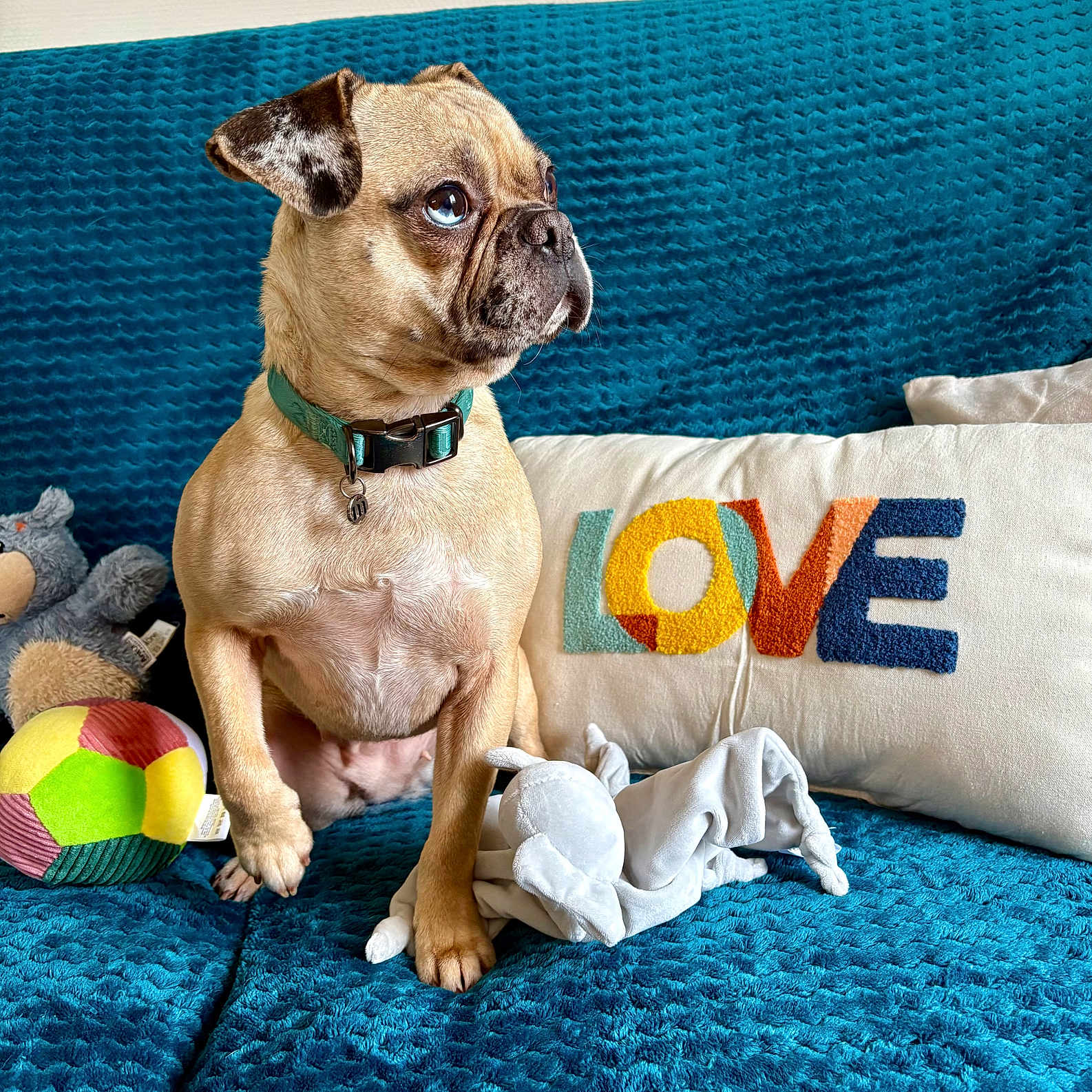 Lilibeth a rejoint le concours — aidez-le/la à gagner de superbes lots ! alert, animal, blue_couch, collar, colorful, comfort, couch, cute, dog, fur, home, indoor, love_text, pet, pillow, plush, seated, small_dog, stuffed_animal, toy