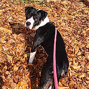 Roxy is registered to the contest to win money with this photo: animal, autumn, black_and_white, canine, curious, daylight, dog, fall, ground, leash, leaves, nature, outdoor, park, pet, rock, season, sunlight, tree, walking