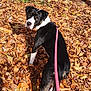 animal, autumn, black_and_white, canine, curious, daylight, dog, fall, ground, leash, leaves, nature, outdoor, park, pet, rock, season, sunlight, tree, walking