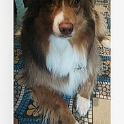 Vanille a rejoint le concours — aidez-le/la à gagner de superbes lots ! dog, brown_dog, white_markings, fluffy, long_hair, portrait, sitting, crossed_paws, pet, animal, face, eyes, nose, rug, patterned_floor, indoor, home, photograph, smartphone_screenshot, messaging_interface