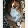 dog, brown_dog, white_markings, fluffy, long_hair, portrait, sitting, crossed_paws, pet, animal, face, eyes, nose, rug, patterned_floor, indoor, home, photograph, smartphone_screenshot, messaging_interface