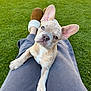 cute, dog, ears, eyes, french_bulldog, fur, grass, head_tilt, lap, lawn, legs, nose, outdoor, paw, pet, portrait, puppy, slippers, sunlight, sweatpants
