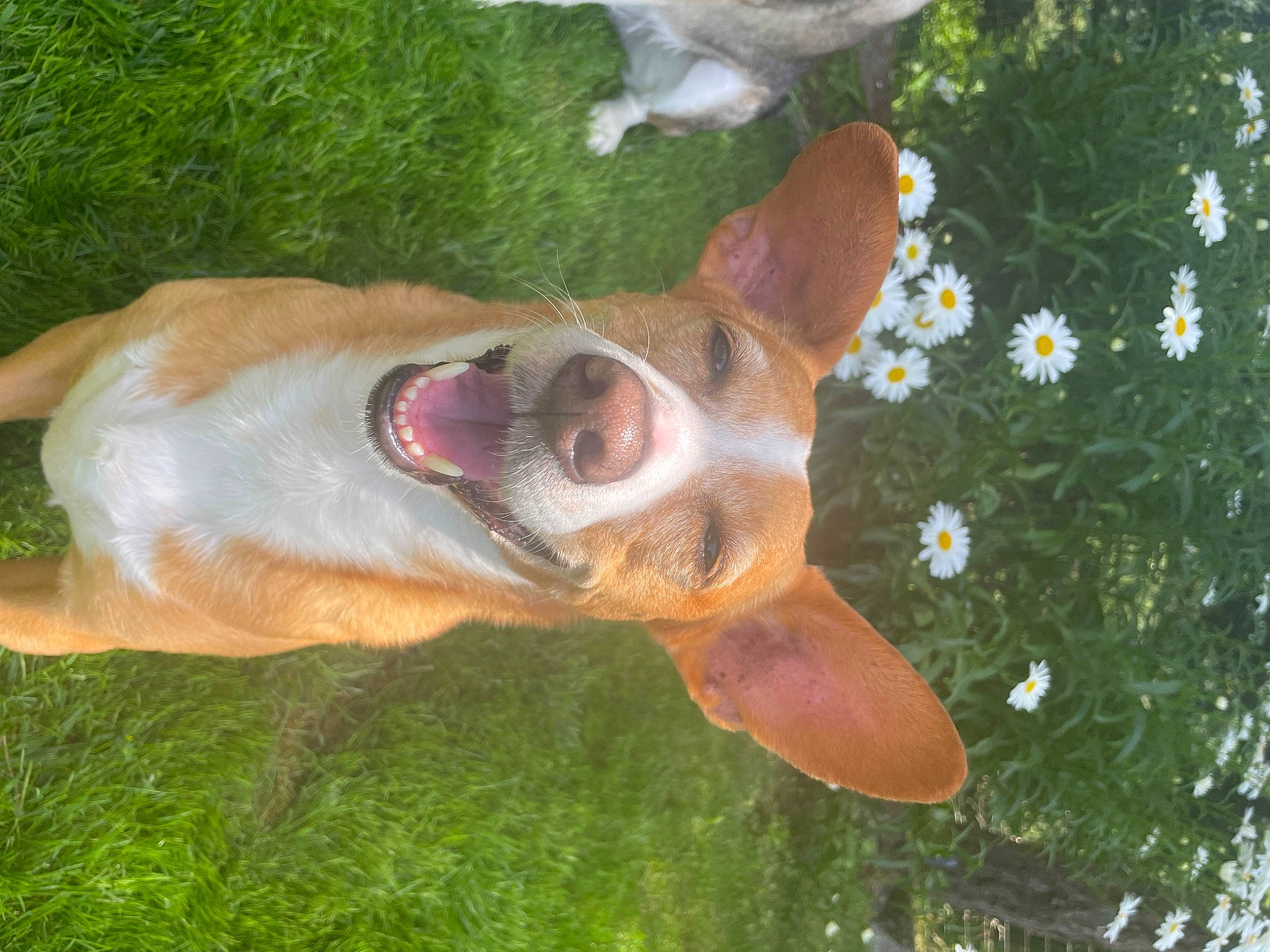 Selah is registered to the contest to win money with this photo: annual_plant, canidae, carnivore, companion_dog, dog, dog_breed, fawn, fur, grass, jaw, liver, petal, plant, snout, sporting_group, tail, tree, whiskers, wood, working_animal