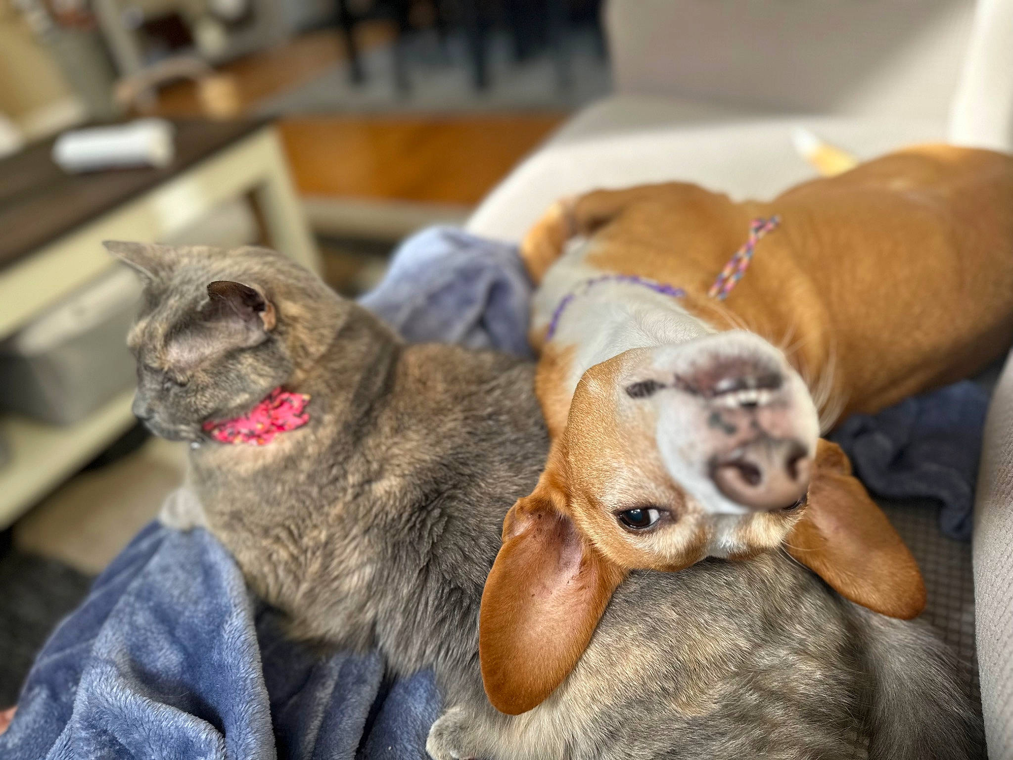 Selah is registered to the contest to win money with this photo: canidae, carnivore, collar, comfort, companion_dog, dog, dog_breed, domestic_short_haired_cat, ear, fawn, felidae, fur, paw, small_to_medium_sized_cats, snout, sporting_group, stuffed_toy, tail, toy, whiskers