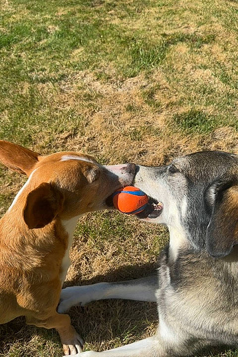 Selah is registered to the contest to win money with this photo: canidae, carnivore, companion_dog, dog, dog_breed, fawn, flightless_bird, grass, landscape, mammal, pet_supply, recreation, snout, soil, sporting_group, tail, terrestrial_animal, vertebrate, wildlife, working_animal