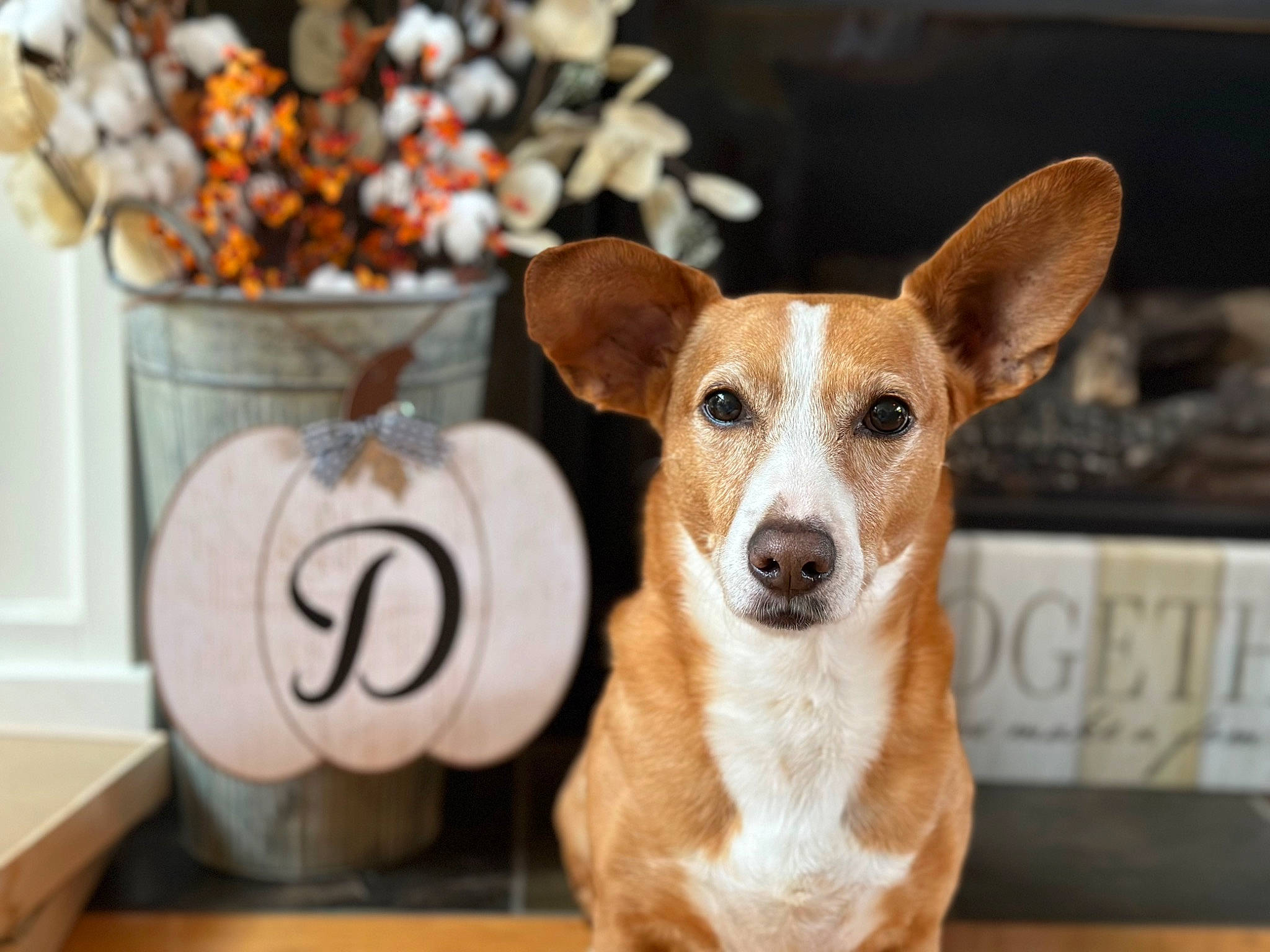 Selah joined the competition — help win amazing prizes! canidae, carnivore, clock, collar, companion_dog, dog, dog_breed, dog_supply, fawn, flowerpot, fur, houseplant, irishjacks, pet_supply, plant, sporting_group, terrestrial_animal, whiskers, wood, working_animal