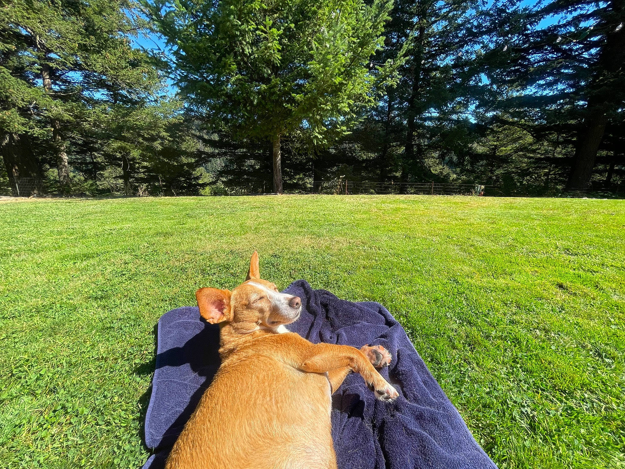 Selah joined the competition — help win amazing prizes! carnivore, companion_dog, dog_breed, fawn, grass, grassland, happy, hat, landscape, lawn, leaf, leisure, meadow, natural_landscape, people_in_nature, plant, shrub, sun_hat, tints_and_shades, tree