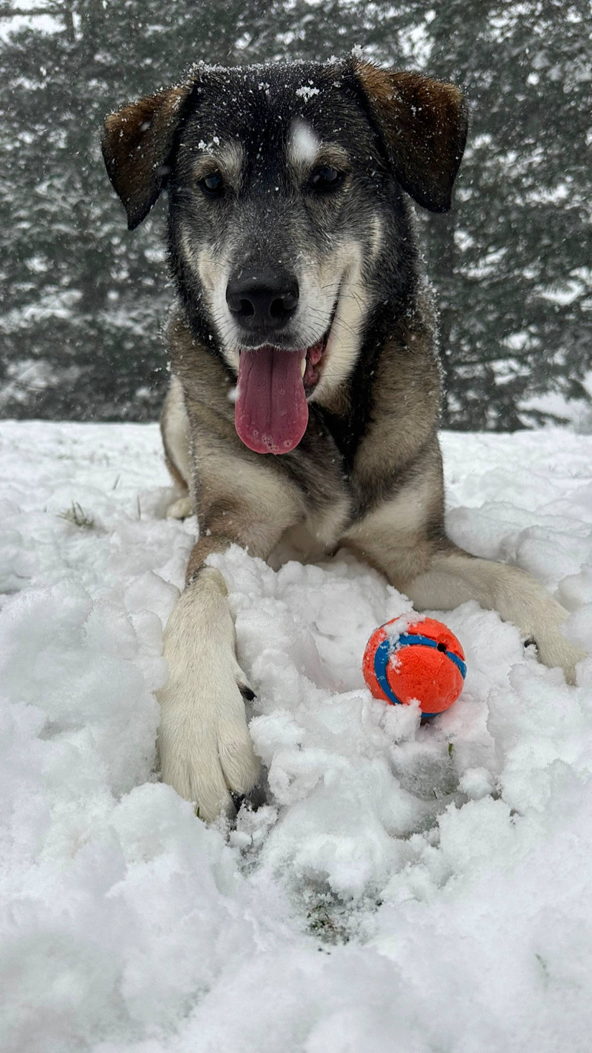 Tiuka Blue joined the competition — help win amazing prizes! ball, carnivore, collar, companion_dog, dog, dog_breed, dog_supply, freezing, fur, guard_dog, paw, pet_supply, playing_in_the_snow, precipitation, recreation, snout, snow, sporting_group, winter, working_dog