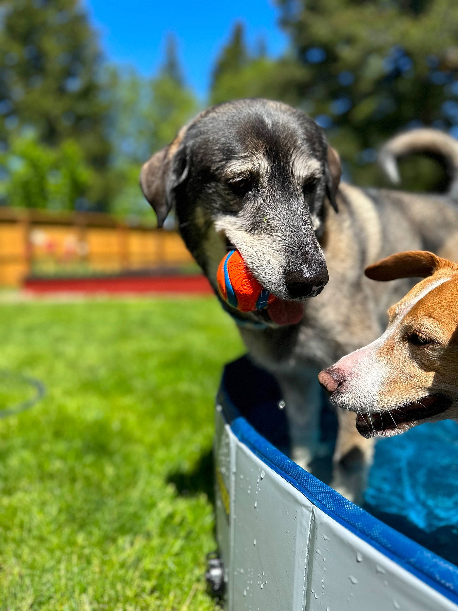 Tiuka Blue joined the competition — help win amazing prizes! canidae, carnivore, collar, companion_dog, dog, dog_breed, dog_collar, dog_supply, fawn, grass, happy, leisure, pet_supply, plant, recreation, sky, snout, sporting_group, tree, working_animal
