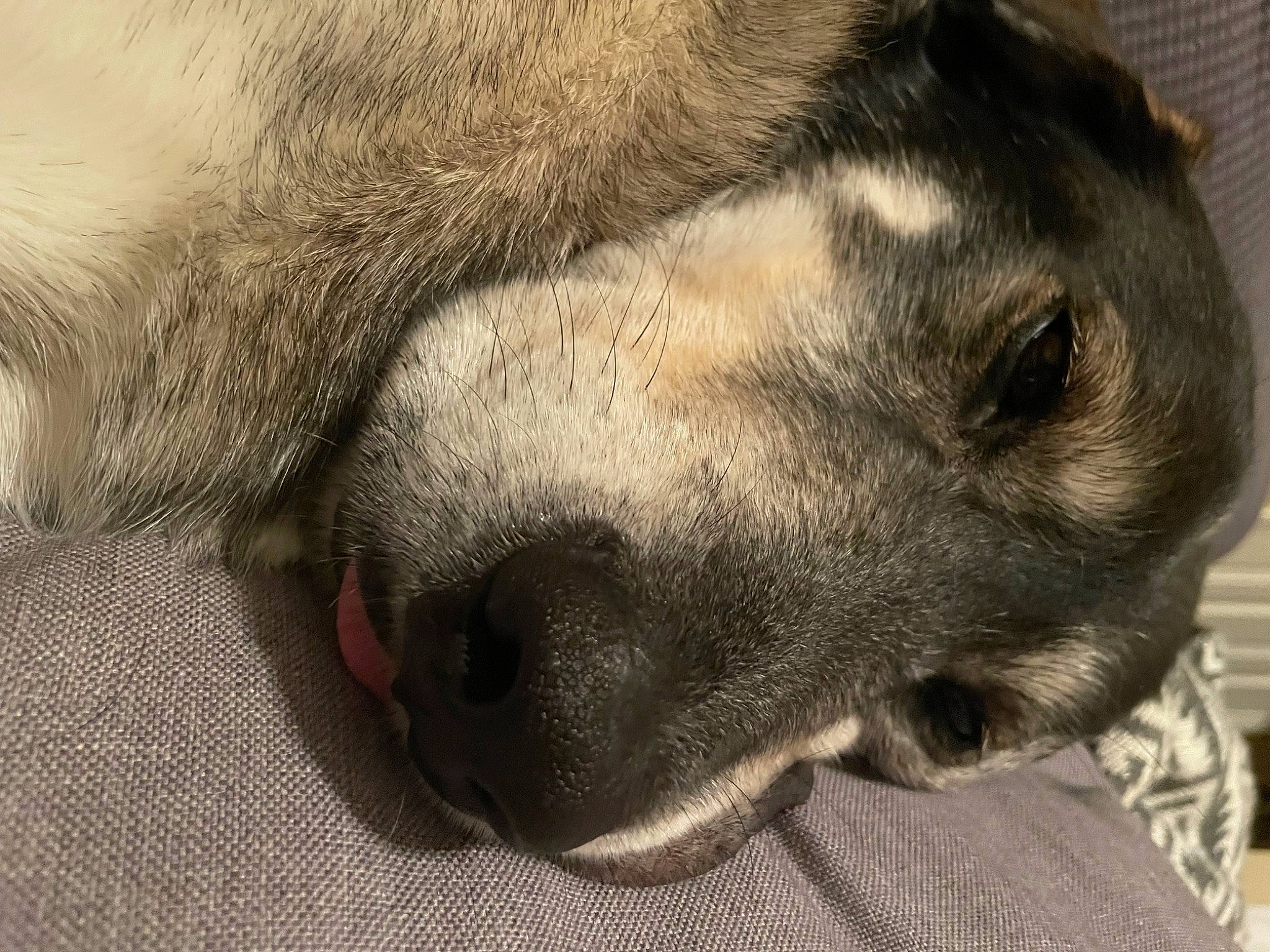 Tiuka Blue is registered to the contest to win money with this photo: canidae, carnivore, claw, close_up, comfort, companion_dog, dog, dog_breed, ear, fawn, fur, guard_dog, nap, non_sporting_group, paw, snout, sporting_group, terrestrial_animal, whiskers, working_animal