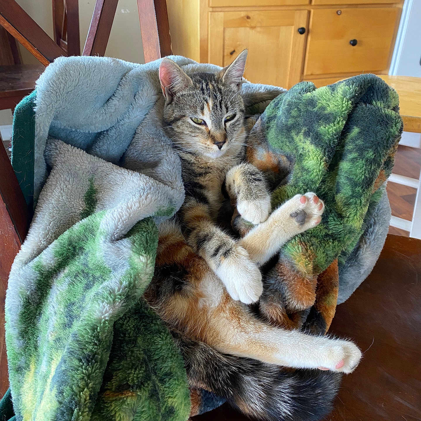 Cheetah joined the competition — help win amazing prizes! animal, cat, chair, cozy, crossed_paws, ears, fleece, furry, green_blanket, home_decor, indoor, paw, pet, relaxed, sitting, sleeping, striped, tabby_cat, whiskers, wooden_furniture
