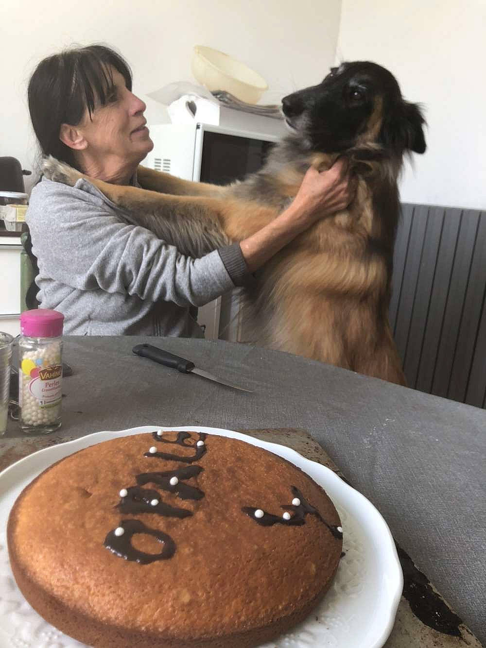 Opale a rejoint le concours — aidez-le/la à gagner de superbes lots ! birthday_cake, cake, cake_decorating, carnivore, companion_dog, cooking, cuisine, dessert, dish, dog, dog_breed, food, gluten, ingredient, kuchen, plate, recipe, sugar_cake, table, tableware
