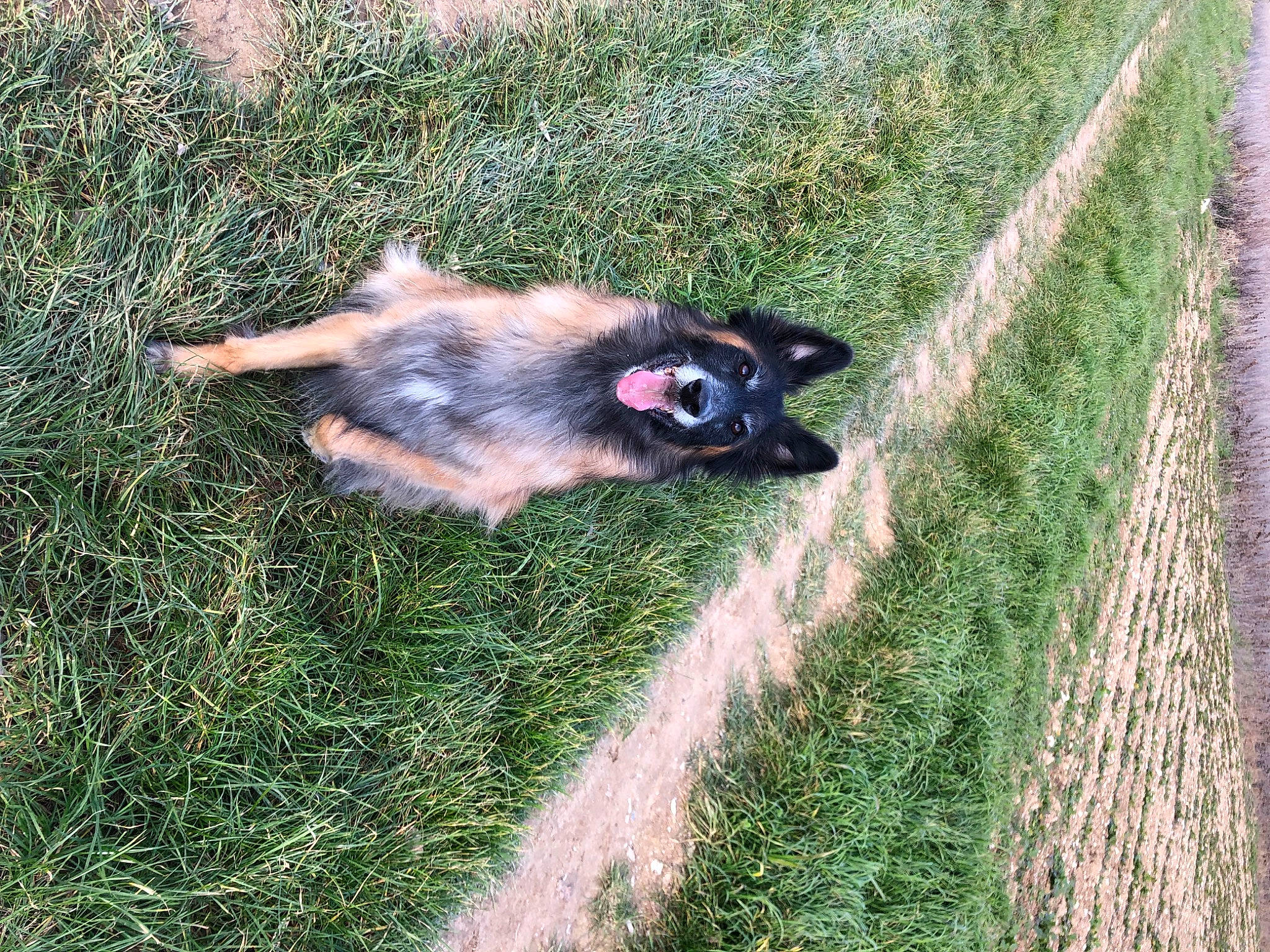 Opale participe au concours pour gagner de l'argent avec cette photo : canidae, carnivore, companion_dog, dog, dog_breed, fawn, fence, german_shepherd_dog, grass, grassland, groundcover, herding_dog, king_shepherd, liver, old_german_shepherd_dog, plant, snout, sporting_group, terrestrial_animal, working_animal