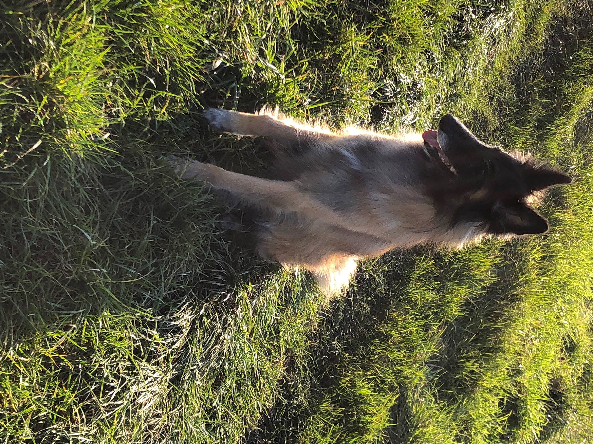Opale participe au concours pour gagner de l'argent avec cette photo : carnivore, dog, dog_breed, fawn, felidae, fur, grass, grassland, landscape, natural_landscape, pasture, plant, shadow, sky, soil, tail, terrestrial_animal, tree, wildlife, wood