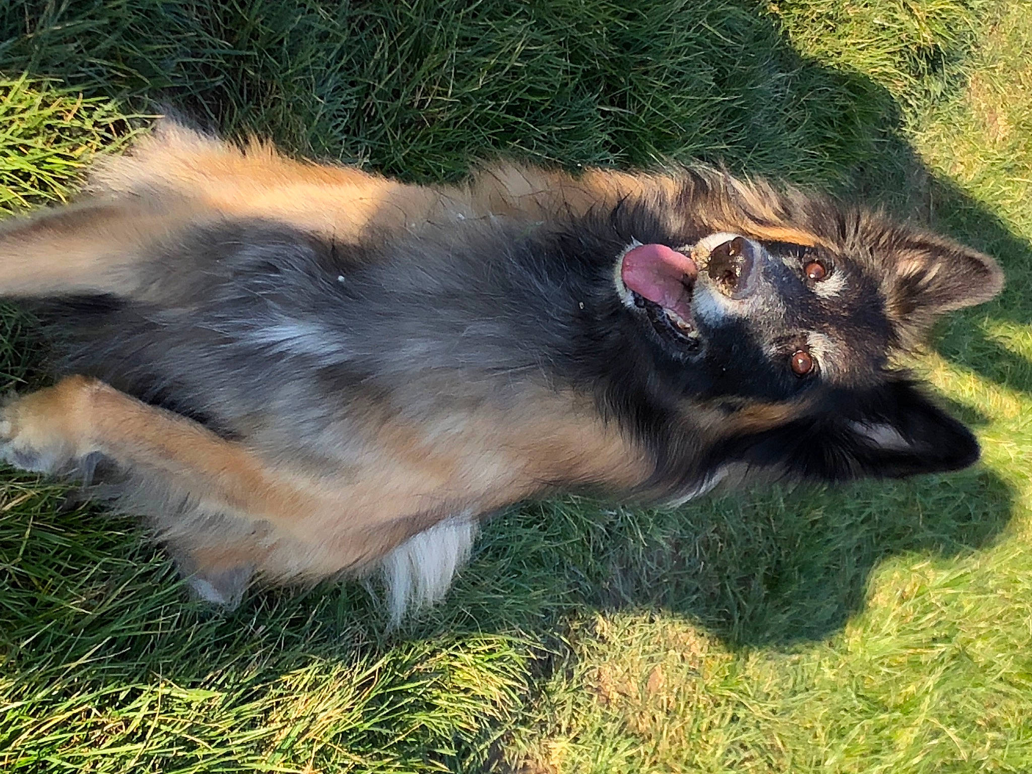 Opale participe au concours pour gagner de l'argent avec cette photo : ancient_dog_breeds, canidae, canis, carnivore, collar, companion_dog, dog, dog_breed, east_european_shepherd, fur, grass, herding_dog, king_shepherd, old_german_shepherd_dog, snout, sporting_group, tail, terrestrial_animal, working_animal, working_dog