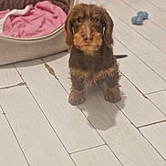 Alpha a rejoint le concours — aidez-le/la à gagner de superbes lots ! animal, blanket, blue_toy, brown, companion, cute, dog, domestic_animal, floor, furry, indoor, orange_toy, pet, pet_bed, playing, puppy, small_dog, toy, wooden_floor, young_dog