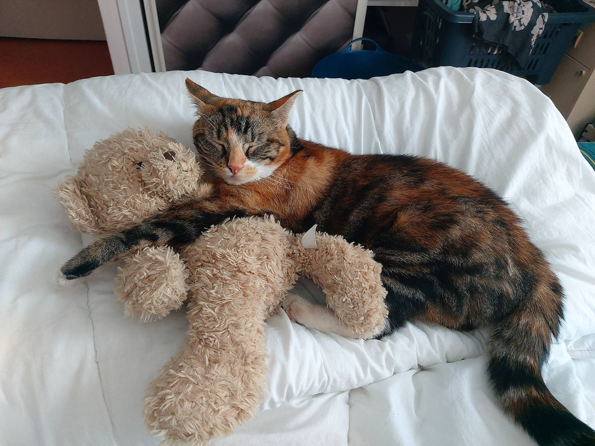 Sally a rejoint le concours — aidez-le/la à gagner de superbes lots ! bed, carnivore, cat, claw, comfort, couch, domestic_short_haired_cat, fawn, felidae, fur, linens, nap, paw, room, small_to_medium_sized_cats, snout, tail, textile, toy, whiskers