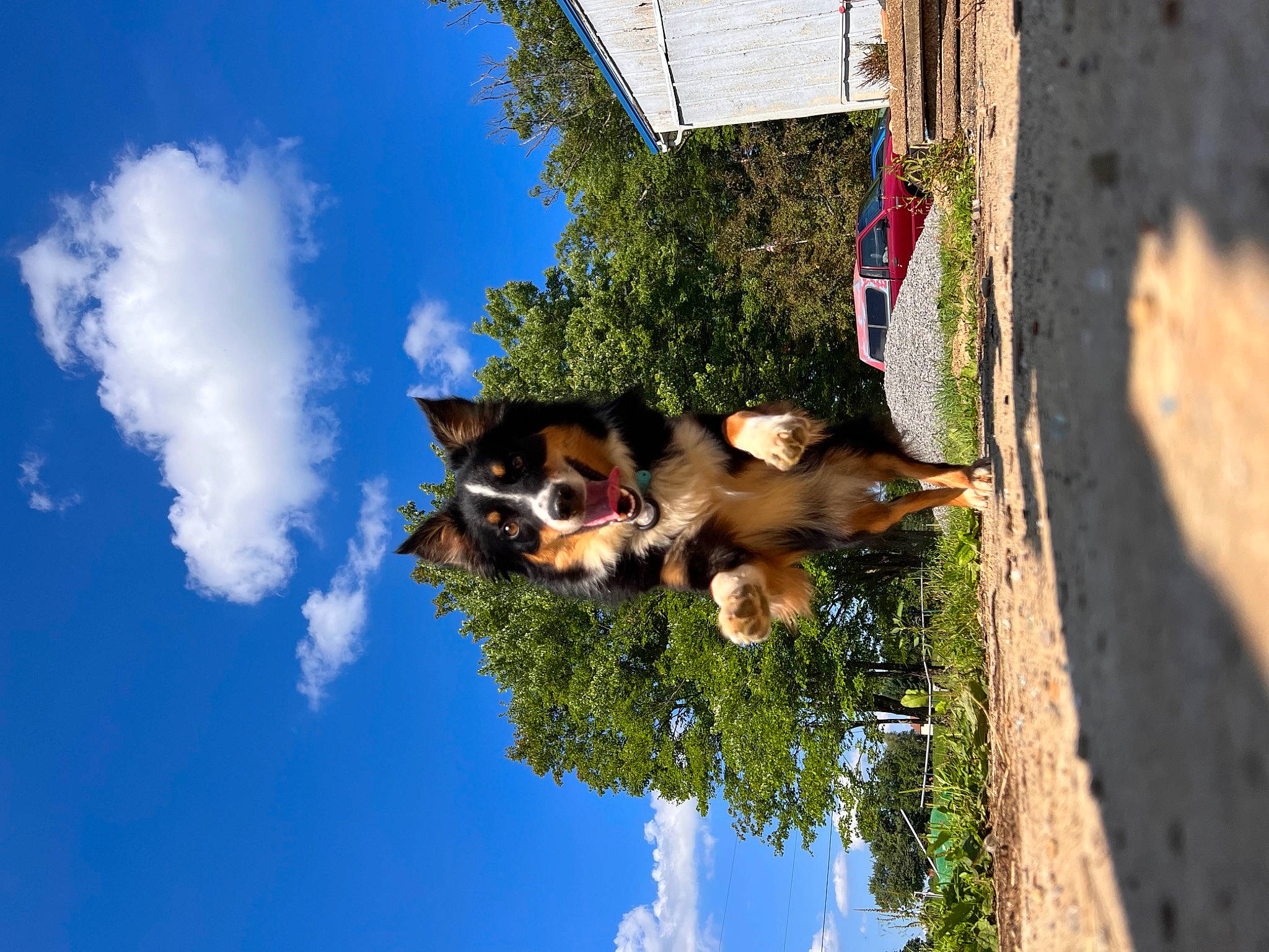 Shy is registered to the contest to win money with this photo: adventure, art, building, canidae, carnivore, cloud, cumulus, dog, dog_breed, fawn, leisure, plant, sky, snout, sporting_group, tree, trunk, water, wood, working_animal