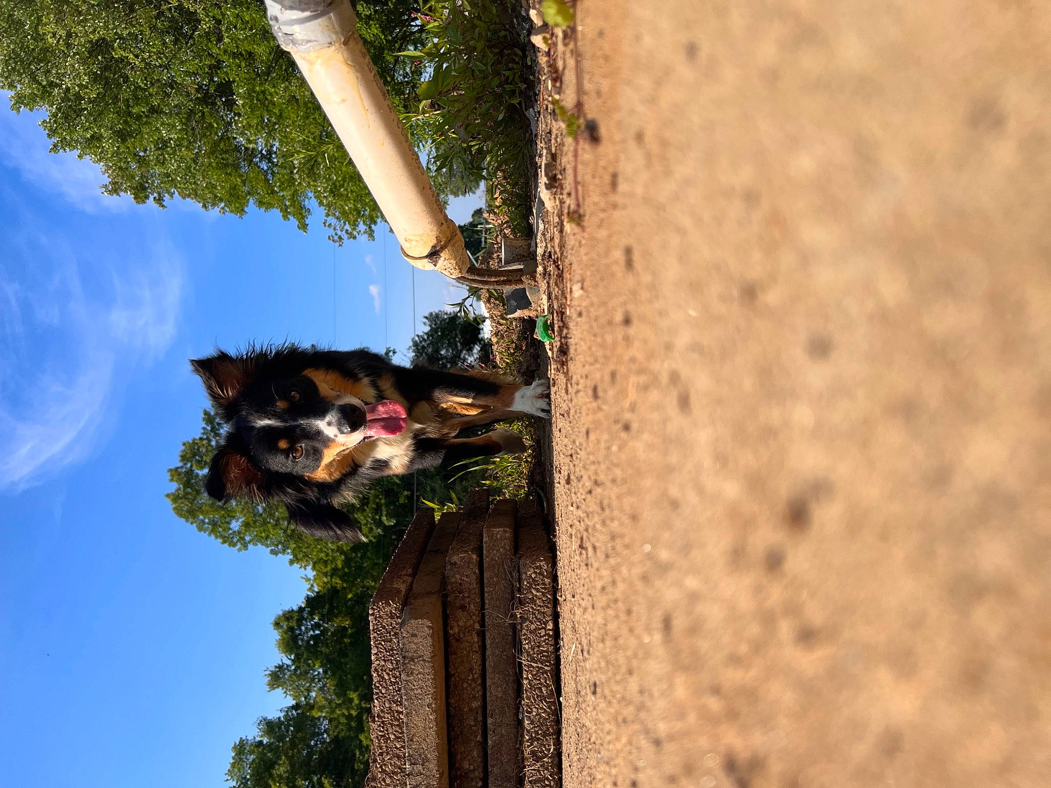 Shy is registered to the contest to win money with this photo: building, cloud, concrete, facade, fun, grass, house, landscape, leisure, palm_tree, plant, pole, shadow, sky, soil, street_light, tree, trunk, wall, wood