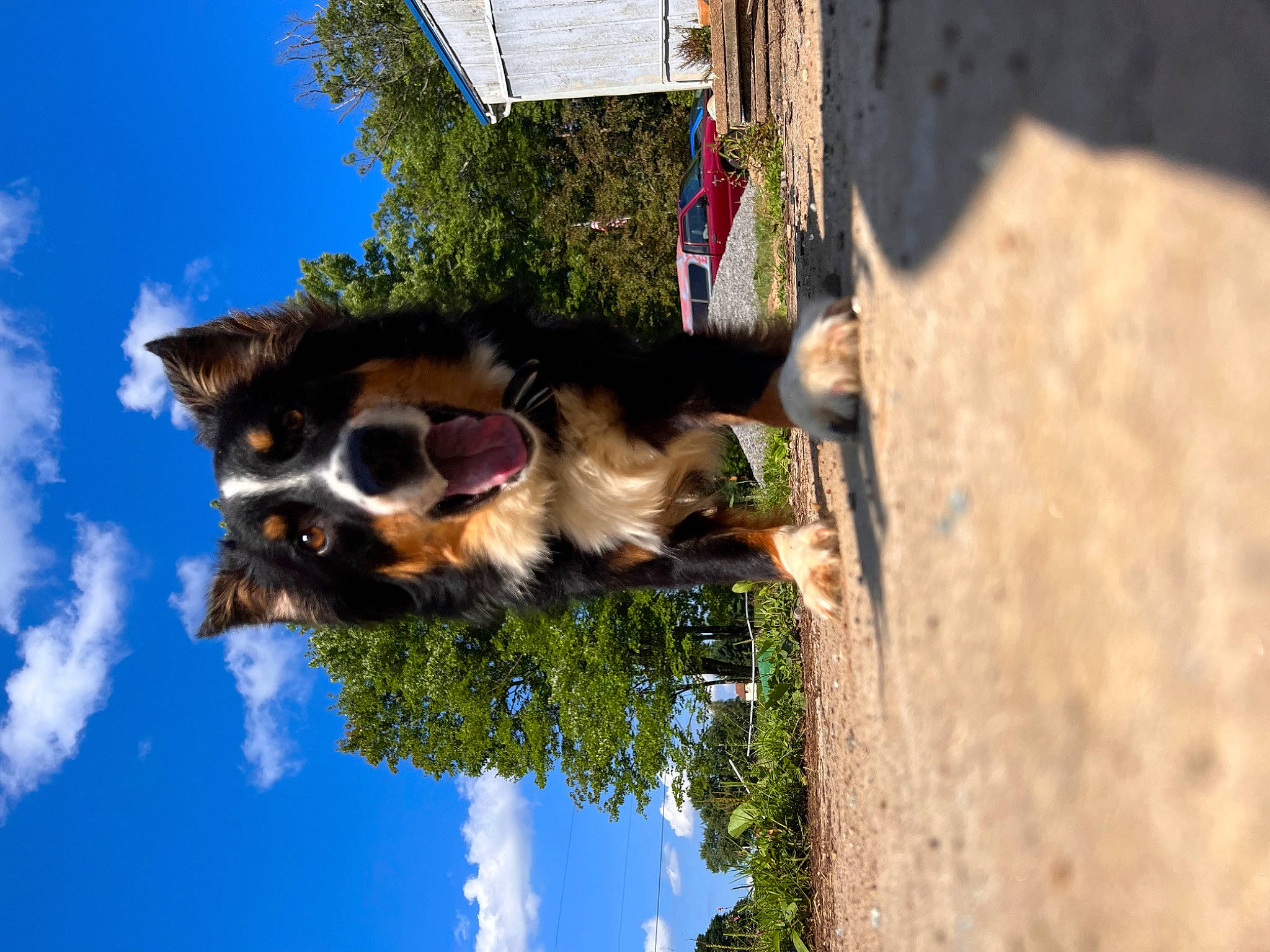 Shy joined the competition — help win amazing prizes! blue, cloud, cumulus, dog, dog_breed, eyewear, fur, palm_tree, plant, reflection, sky, snout, tree, trunk, water, wildlife, wood