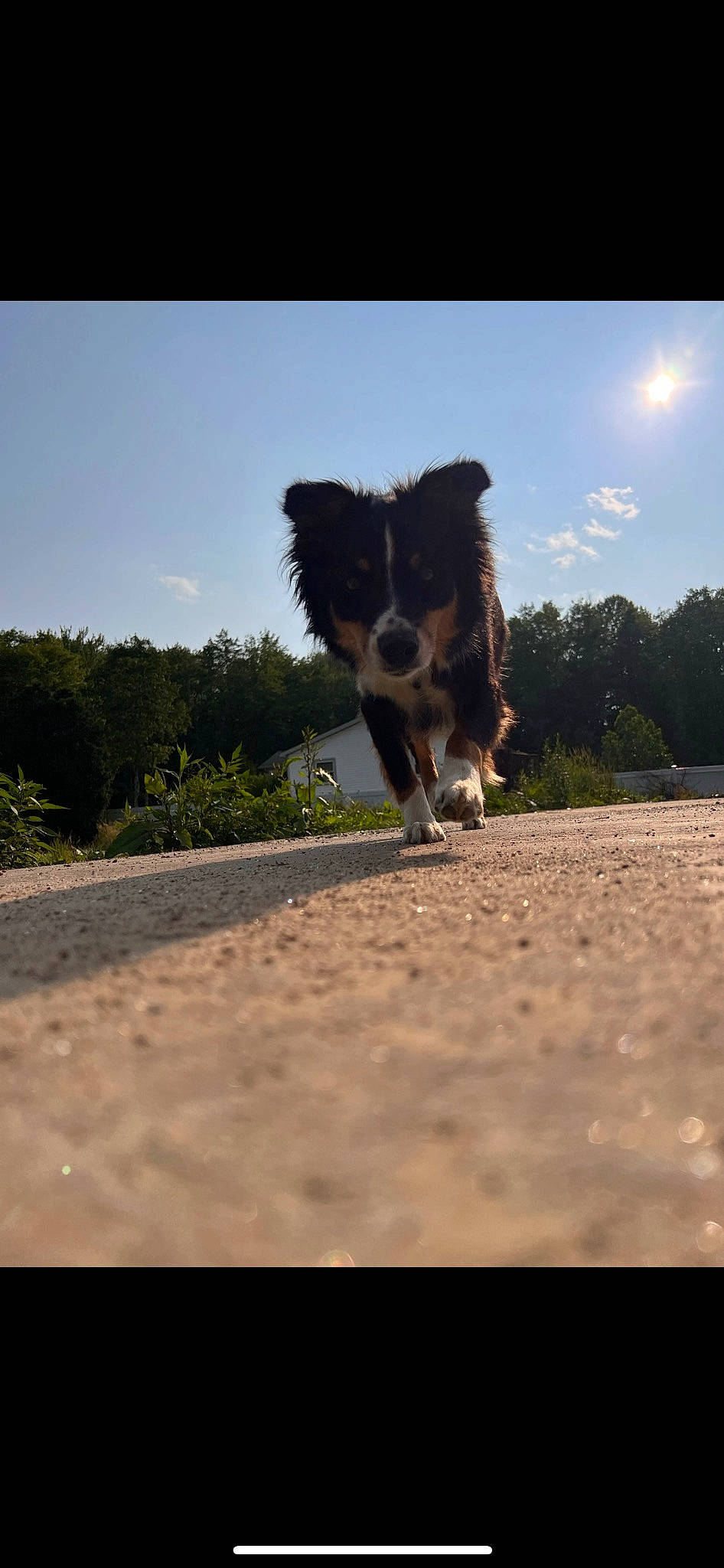 Shy is registered to the contest to win money with this photo: asphalt, border_collie, carnivore, cloud, companion_dog, dog, dog_breed, grass, herding_dog, landscape, plant, road, road_surface, sky, snout, tail, tints_and_shades, tree, whiskers, working_animal