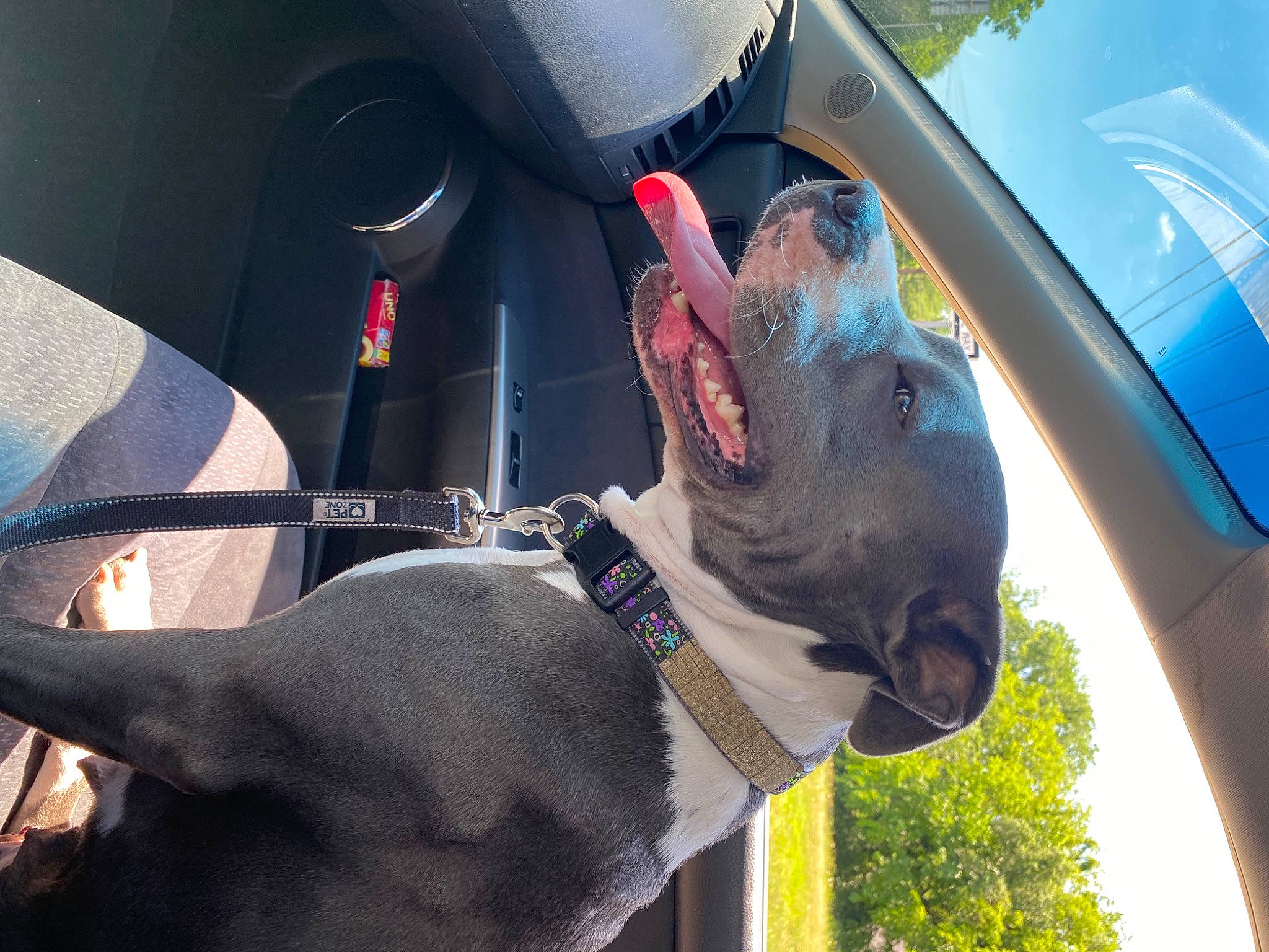 Zoey joined the competition — help win amazing prizes! american_pit_bull_terrier, american_staffordshire_terrier, canidae, carnivore, dog, dog_breed, fawn, great_dane, guard_dog, non_sporting_group, snout, sporting_group