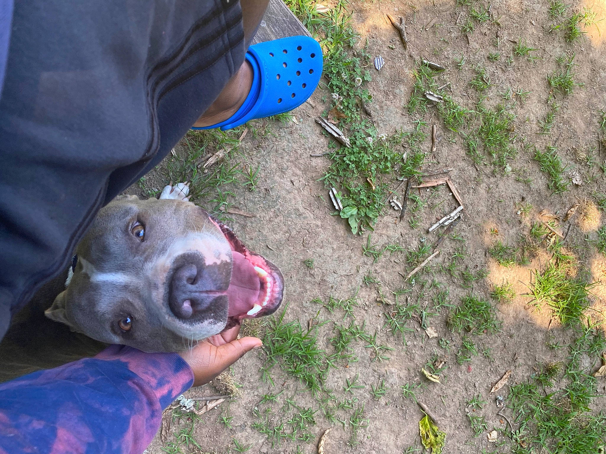 Zoey joined the competition — help win amazing prizes! american_pit_bull_terrier, canidae, carnivore, dog, dog_breed, fawn, pointing_breed, snout, sporting_group, weimaraner