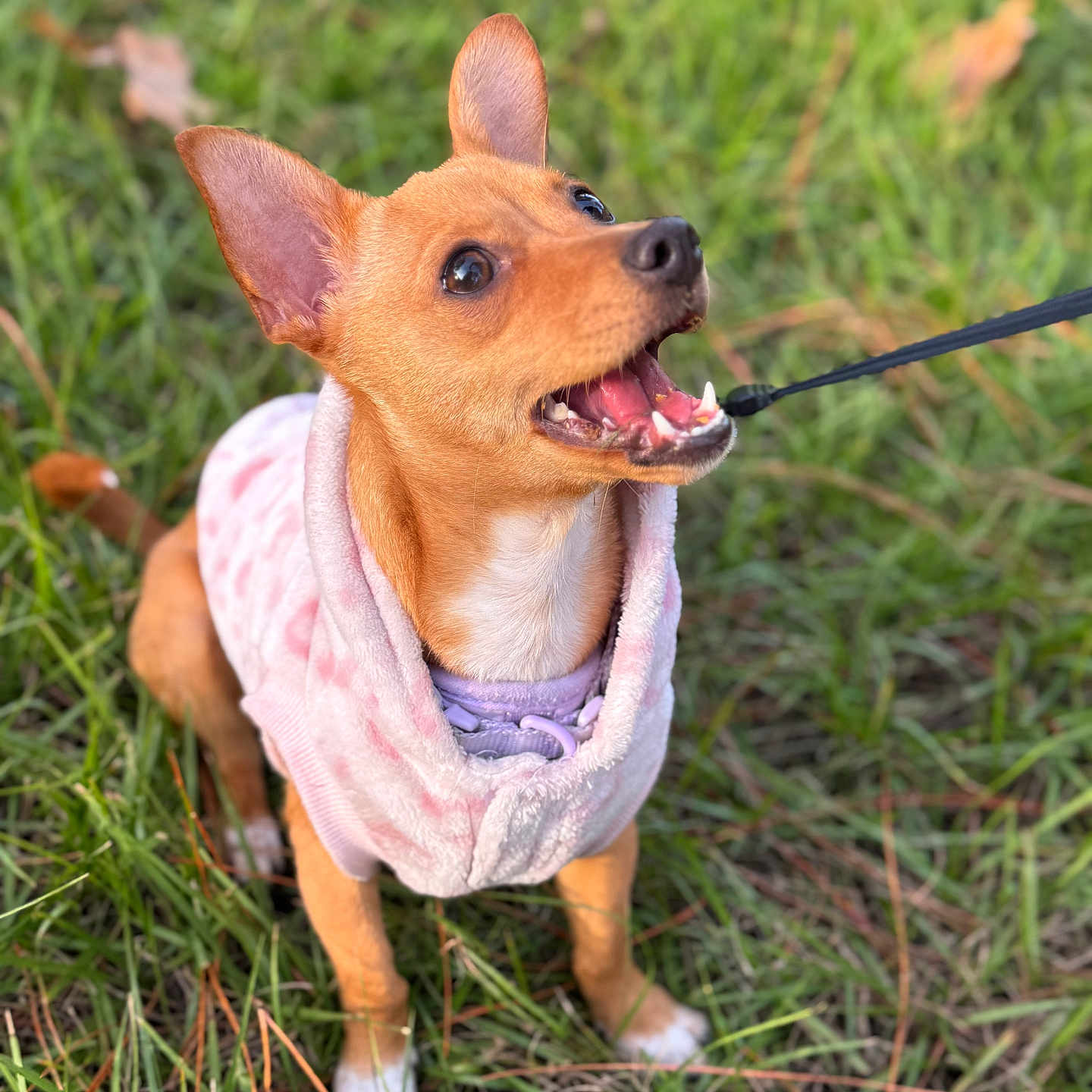 Ava joined the competition — help win amazing prizes! alert, animal, brown_dog, clothing, collar, cute, dog, ears, fur, grass, happy, leash, nature, outdoor, pet, playful, puppy, small_dog, sweater, young_dog