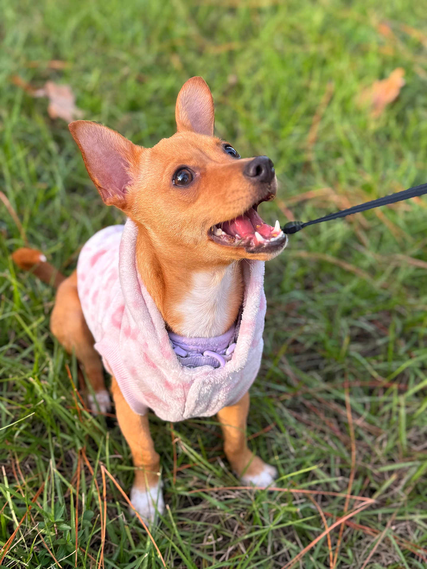 Ava joined the competition — help win amazing prizes! dog, puppy, grass, outdoor, pet, animal, small_dog, clothing, sweater, leash, cute, alert, brown_dog, happy, ears, fur, nature, playful, young_dog, collar