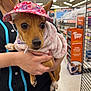 dog, pet, hat, clothing, person, hand, store, aisle, shelf, animal, cute, small_dog, brown_dog, indoors, holding, apparel, canine, face, looking, pink