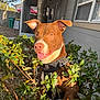 dog, brown_dog, white_markings, harness, bushes, green_leaves, outdoor, sunlight, house, window, tree_trunk, fence, yard, pet, tongue_out, happy, ears_up, nature, daylight, animal