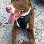 Kyro is registered to the contest to win money with this photo: dog, brown_dog, white_paws, white_snout, tongue_out, harness, sandy_ground, outdoor, pet, canine, happy, playful, animal, paw, close_up, summer, tongue, relaxed, daylight, muzzle