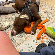 Kyro joined the competition — help win amazing prizes! dog, brown_dog, plush_toy, dog_bed, carpet, floral_pattern, slippers, floor, indoor, pet, resting, laying_down, toy, white_markings, harness, casual_clothing, human_leg, home, relaxation, cozy