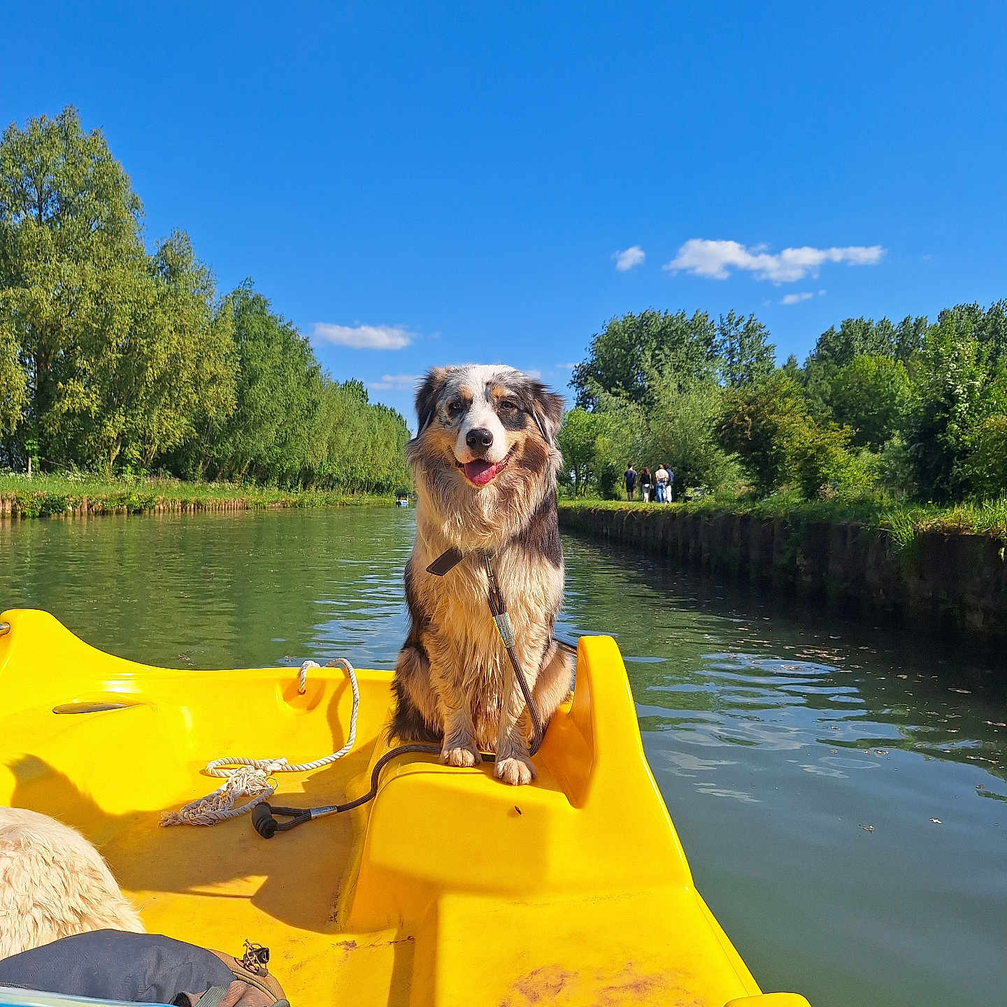 Volny participe au concours pour gagner de l'argent avec cette photo : animal, boat, boy, canine, canoe, child, clothing, dog, kayak, lifejacket, male, outdoors, person, pet, rowboat, summer, transportation, vehicle, vest, watercraft