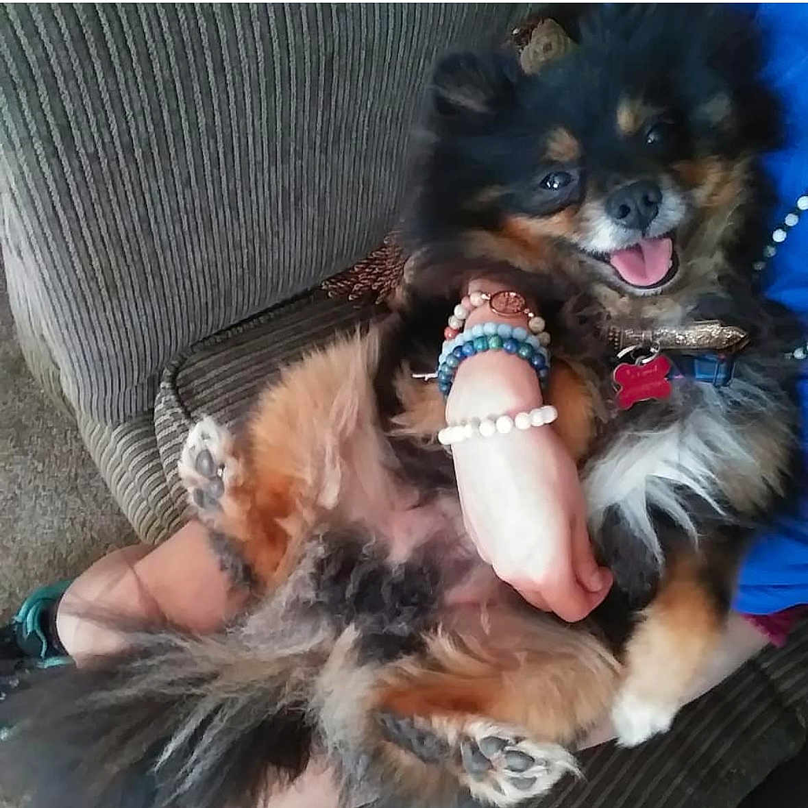 Howie Balto joined the competition — help win amazing prizes! animal, bracelets, casual, comfort, companion, couch, cute, dog, fluffy, fur, hand, happy, holding, indoor, paw, person, pet, relaxing, smiling, tongue_out