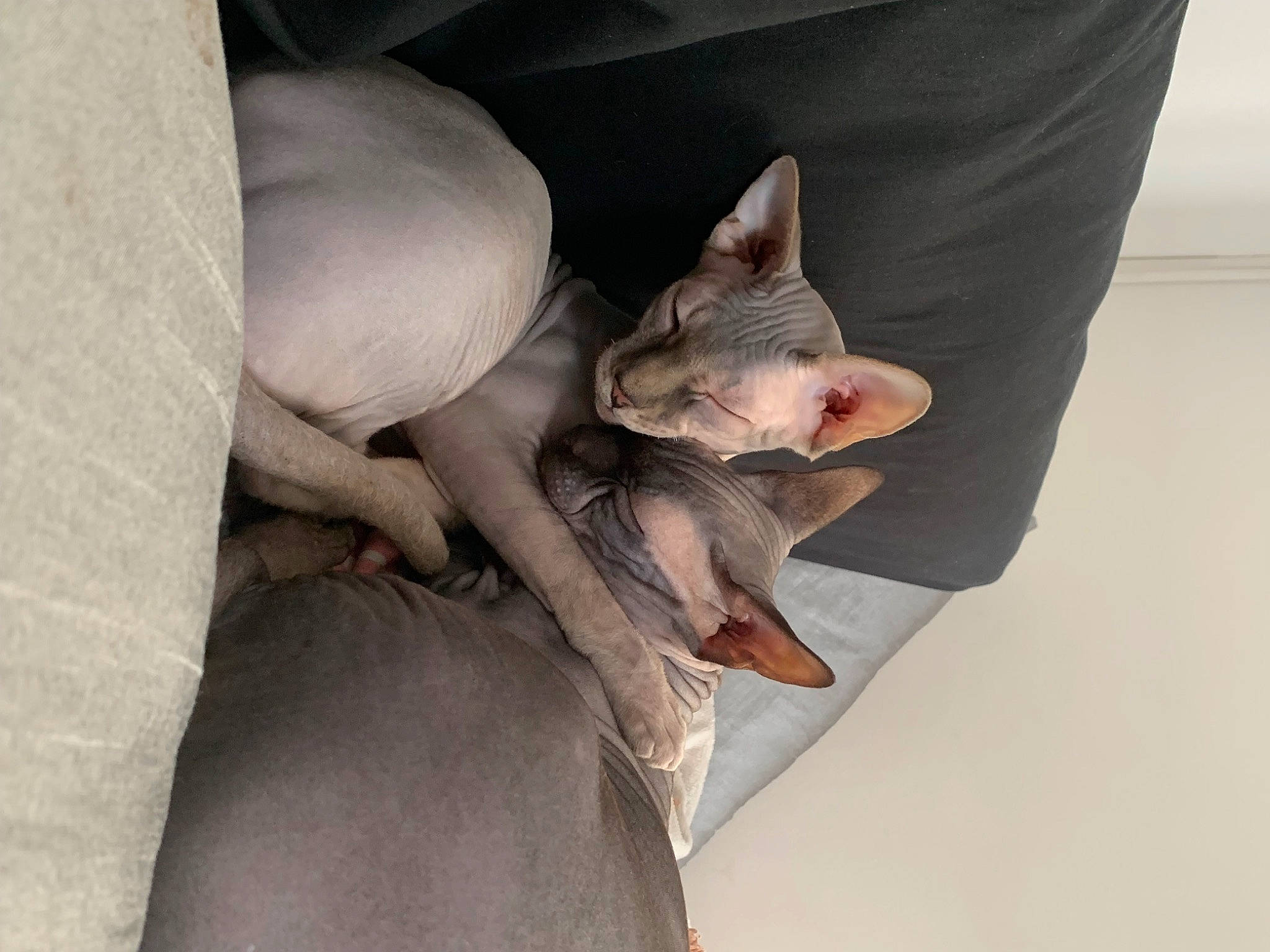Ramses Et Sultan