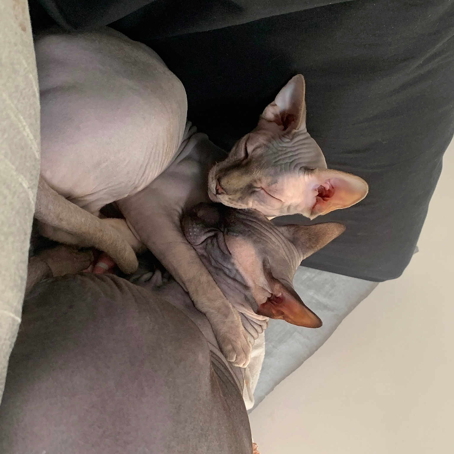 Ramses Et Sultan
