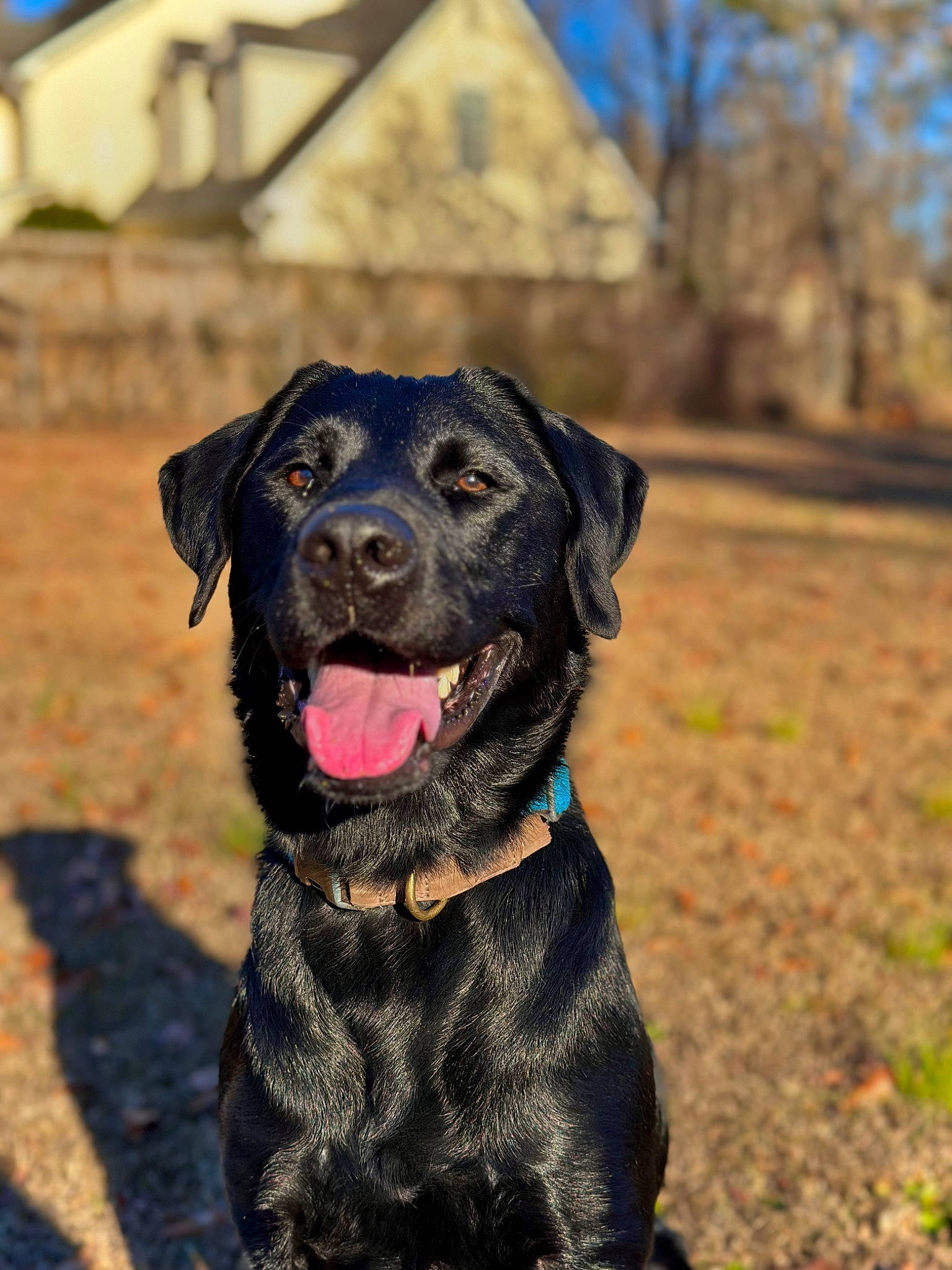Coe joined the competition — help win amazing prizes! borador, canidae, carnivore, collar, companion_dog, dog, dog_breed, dog_collar, eye, grass, guard_dog, gun_dog, labrador_retriever, plant, retriever, snout, sporting_group, tree, working_animal, working_dog