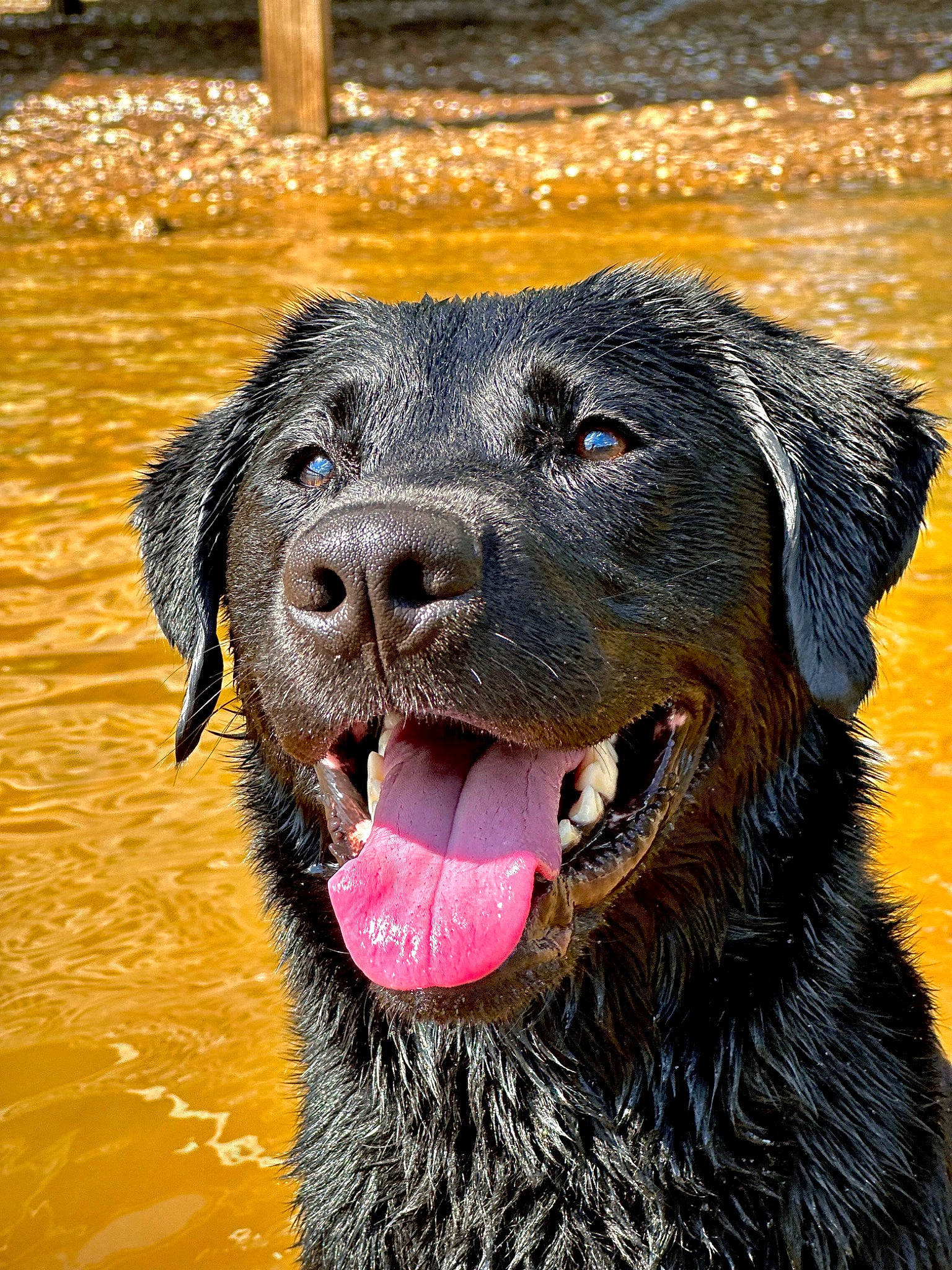 Coe is registered to the contest to win money with this photo: canidae, carnivore, collar, companion_dog, dog, dog_breed, dog_collar, guard_dog, gun_dog, hunting_dog, liquid, liver, snout, sporting_group, terrestrial_animal, vertebrate, water, working_animal, working_dog