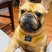 Oscar David is registered to the contest to win money with this photo: animal, brown_fur, canine, close_up, collar, companion, couch, curious, dog, domestic, ears, french_bulldog, friendly, indoor, nose, paw, pet, pet_tag, teeth, wooden_floor