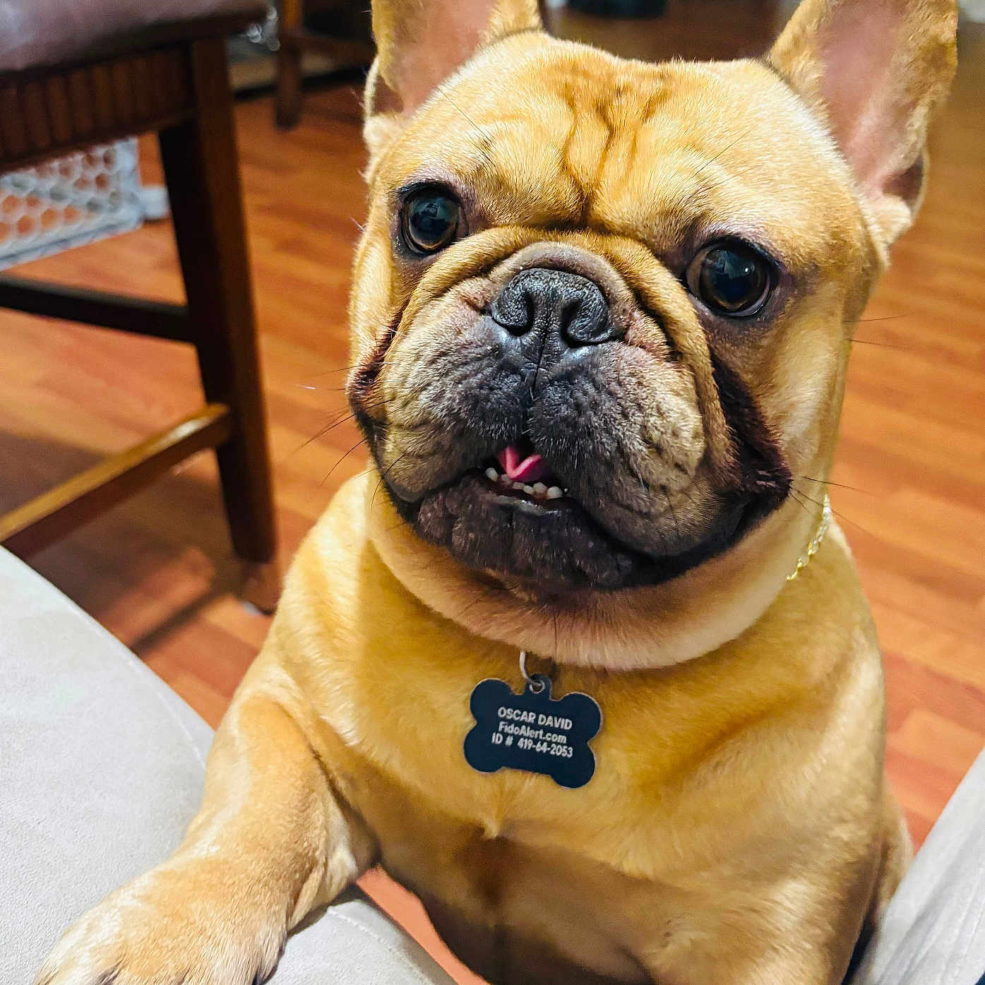 Oscar David is registered to the contest to win money with this photo: animal, brown_fur, canine, close_up, collar, companion, couch, curious, dog, domestic, ears, french_bulldog, friendly, indoor, nose, paw, pet, pet_tag, teeth, wooden_floor