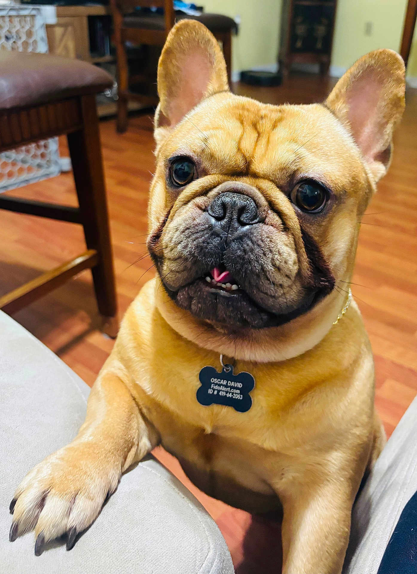 Oscar David is registered to the contest to win money with this photo: animal, brown_fur, canine, close_up, collar, companion, couch, curious, dog, domestic, ears, french_bulldog, friendly, indoor, nose, paw, pet, pet_tag, teeth, wooden_floor