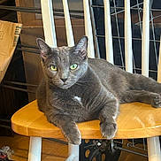 Junior joined the competition — help win amazing prizes! cat, gray_cat, chair, wooden_chair, indoor, pet, feline, animal, resting, relaxed, green_eyes, fur, whiskers, paw, domestic_cat, looking_at_camera, seated, household, close_up, quiet