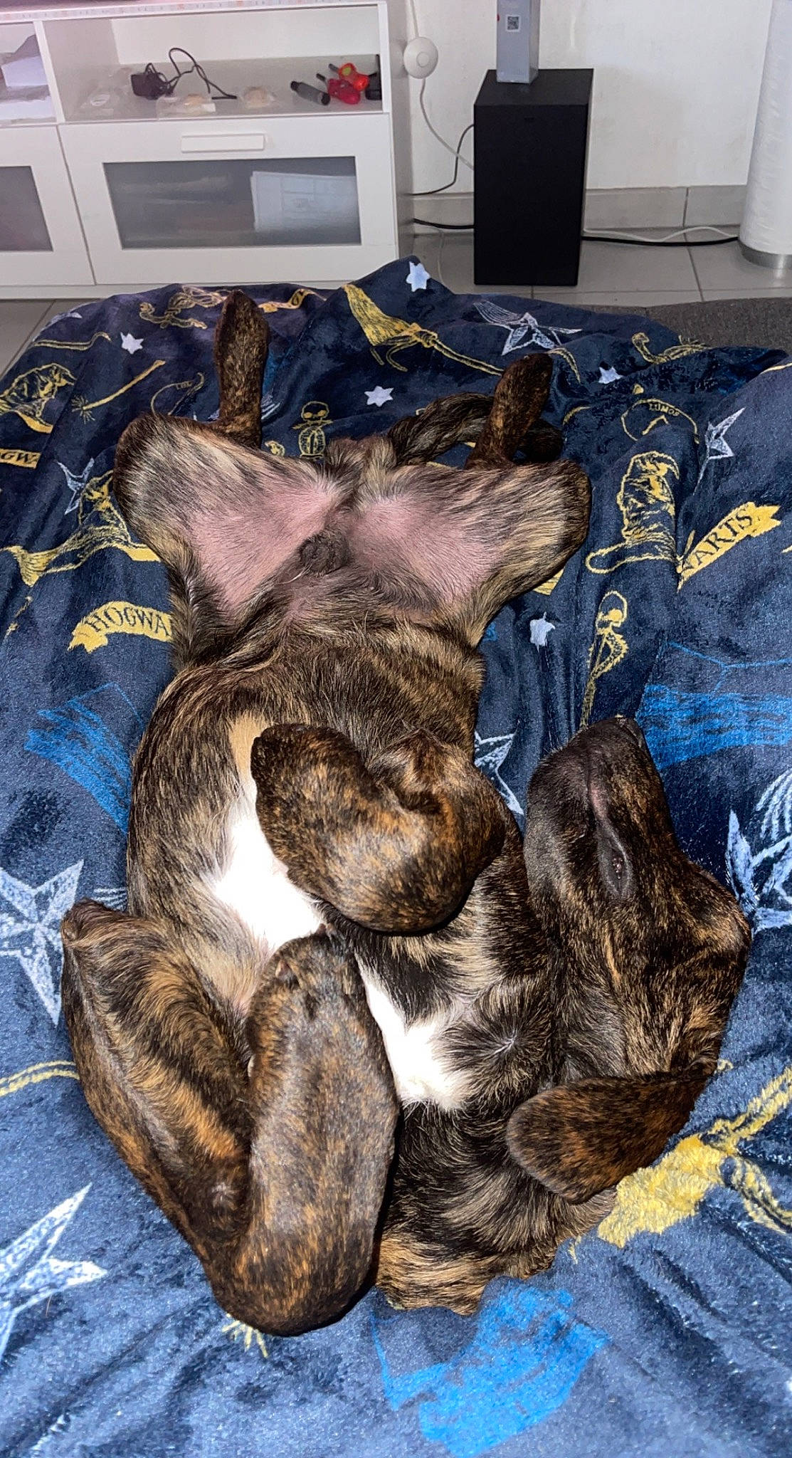 Lover a rejoint le concours — aidez-le/la à gagner de superbes lots ! brown, canidae, carnivore, cat, comfort, computer_keyboard, dog_breed, domestic_short_haired_cat, fawn, felidae, fur, liver, nap, rabbits_and_hares, sleep, small_to_medium_sized_cats, sporting_group, tail, terrestrial_animal, whiskers