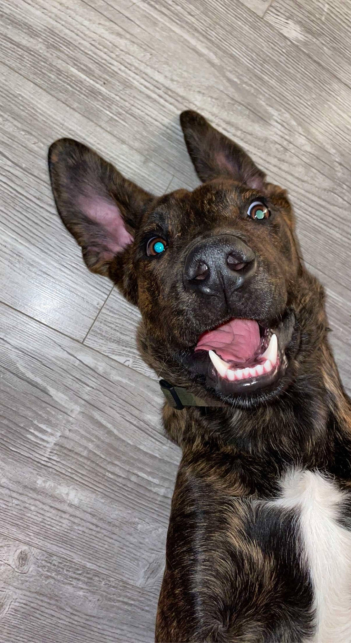 Lover participe au concours pour gagner de l'argent avec cette photo : ancient_dog_breeds, canidae, carnivore, companion_dog, dog, dog_breed, dog_collar, ear, fawn, fur, guard_dog, liver, non_sporting_group, puppy, snout, sporting_group, terrestrial_animal, whiskers, working_animal, working_dog