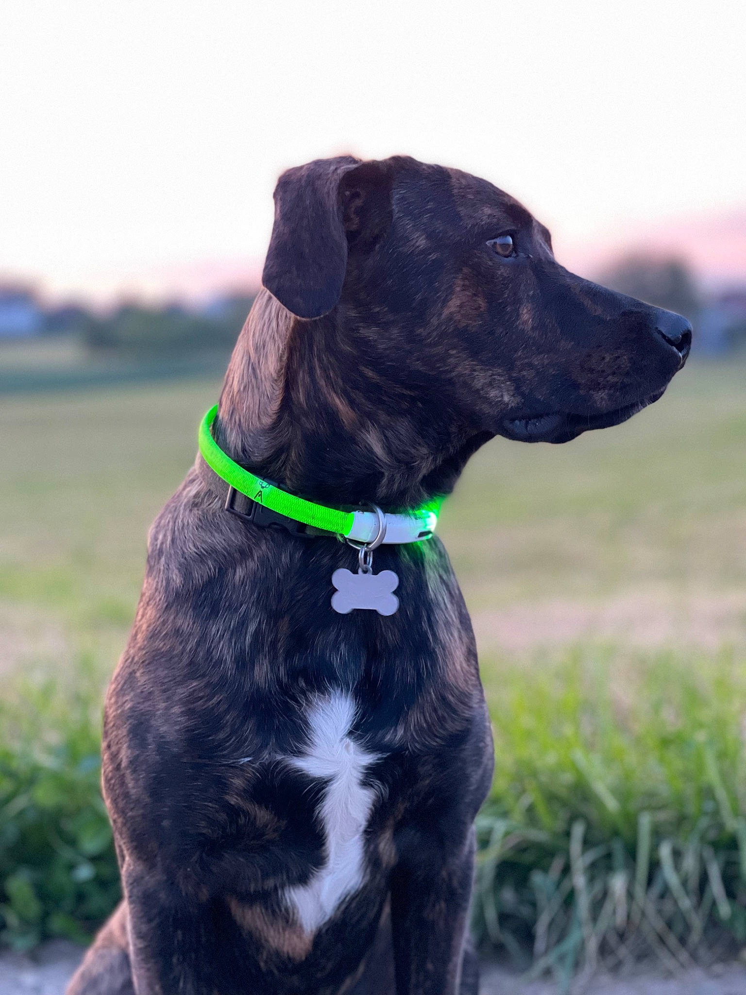 Lover participe au concours pour gagner de l'argent avec cette photo : borador, canidae, carnivore, collar, companion_dog, dog, dog_breed, dog_collar, dog_supply, fashion_accessory, fawn, grass, leash, liver, pet_supply, plant, snout, sporting_group, whiskers, working_animal