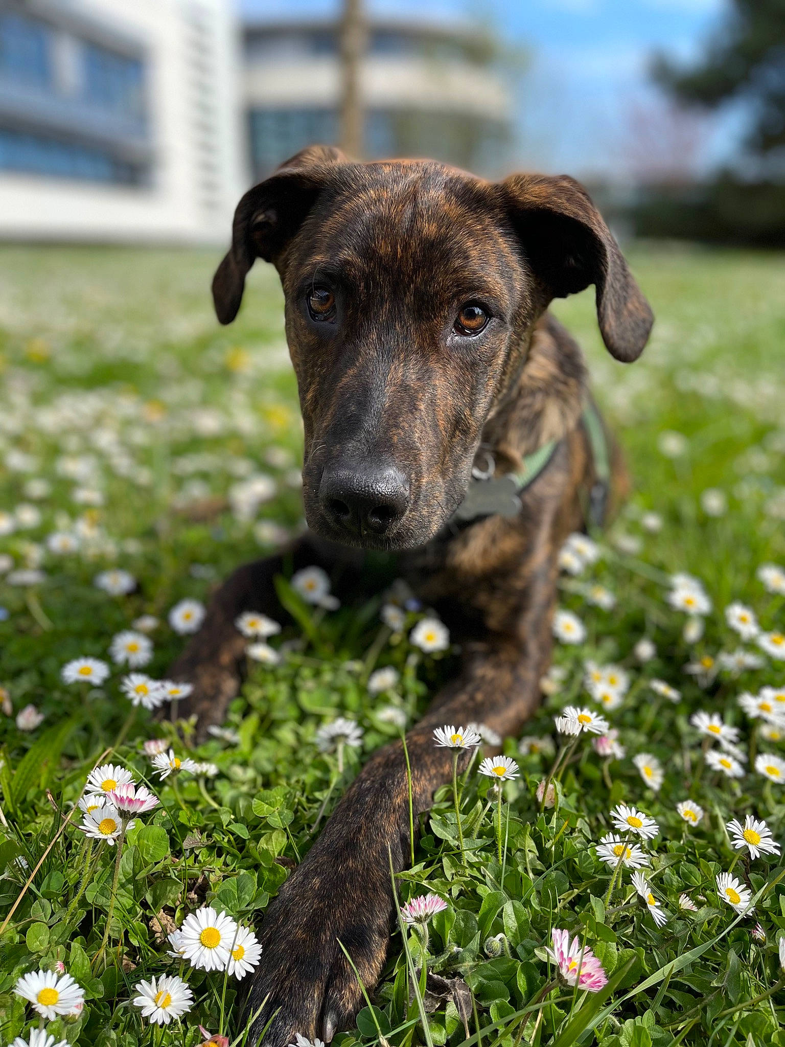 Lover participe au concours pour gagner de l'argent avec cette photo : canidae, carnivore, companion_dog, dog, dog_breed, flower, grass, grass_family, grassland, groundcover, herbaceous_plant, lawn, meadow, people_in_nature, plant, sporting_group, spring, terrestrial_animal, tree, working_animal