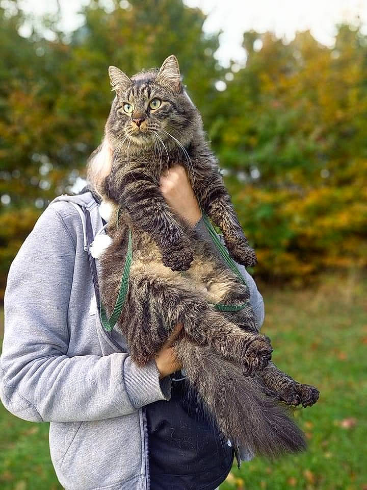 Loki a rejoint le concours — aidez-le/la à gagner de superbes lots ! cat, domestic_short_haired_cat, fawn, felidae, fur, glove, grass, grey, lynx, people_in_nature, plant, sleeve, small_to_medium_sized_cats, snout, tail, terrestrial_animal, tree, whiskers, wildlife, wildlife_biologist