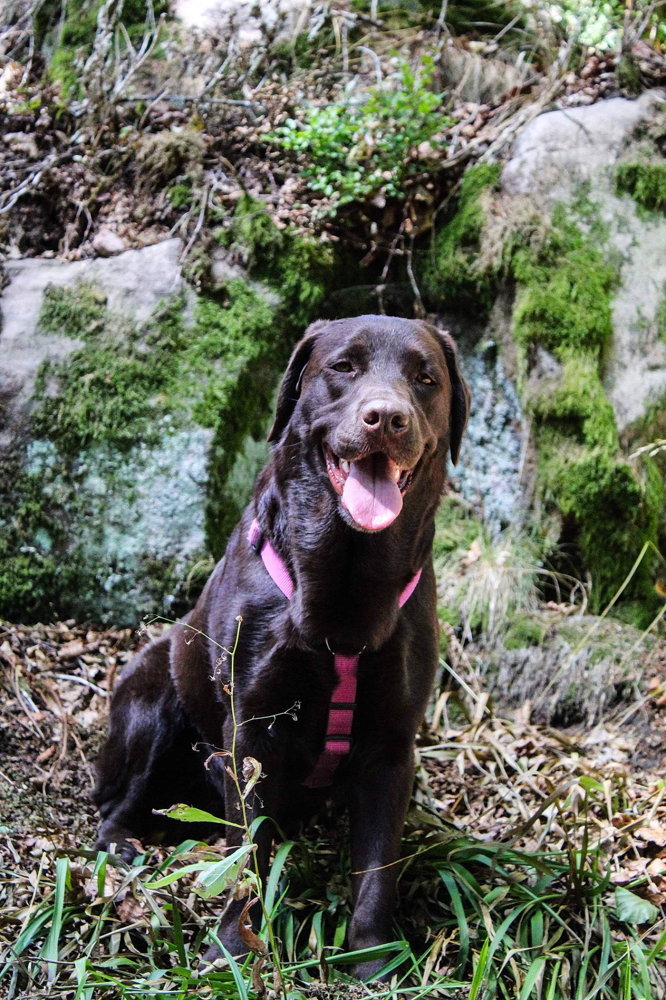 Lysie a rejoint le concours — aidez-le/la à gagner de superbes lots ! adventure, borador, canidae, carnivore, collar, companion_dog, dog, dog_breed, dog_collar, fur, grass, groundcover, gun_dog, liver, plant, snout, sporting_group, terrestrial_animal, water, working_animal