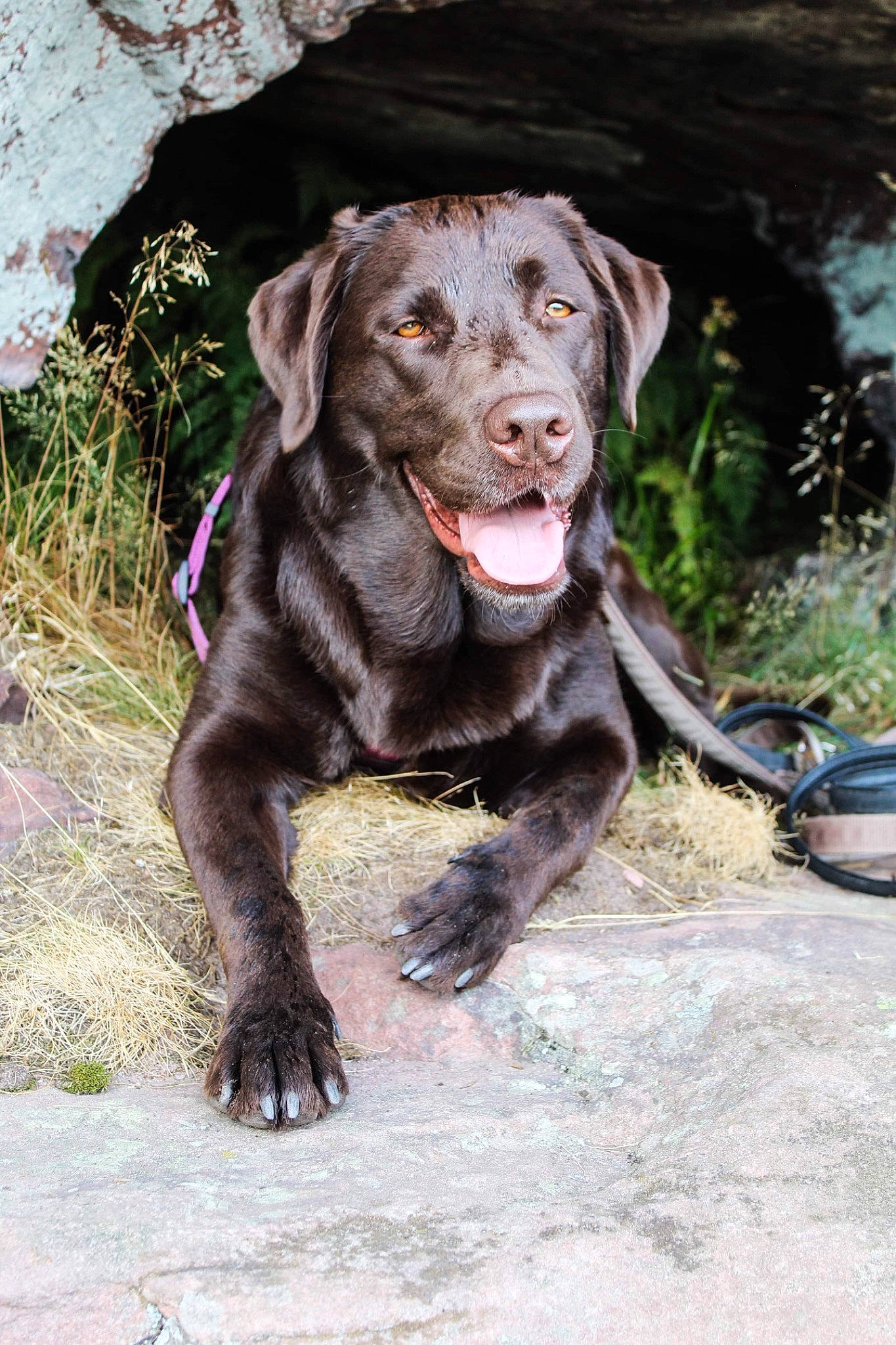 Lysie participe au concours pour gagner de l'argent avec cette photo : borador, canidae, carnivore, collar, companion_dog, dog, dog_breed, dog_collar, fur, gun_dog, hunting_dog, liver, plant, pointing_breed, retriever, snout, sporting_group, terrestrial_animal, whiskers, working_animal